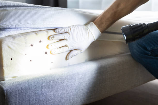 Best Pest Control Near Me in Coarsegold, CA