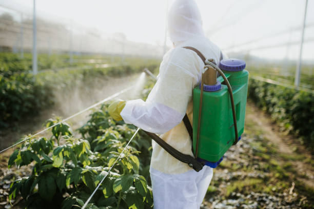 Wasp Removal Services in Coarsegold, CA